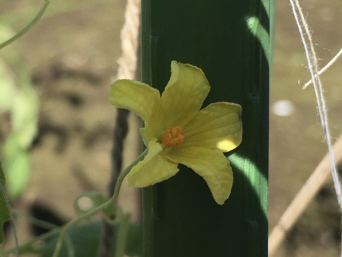 f:id:hatchtomakinoki:20211020184931j:plain