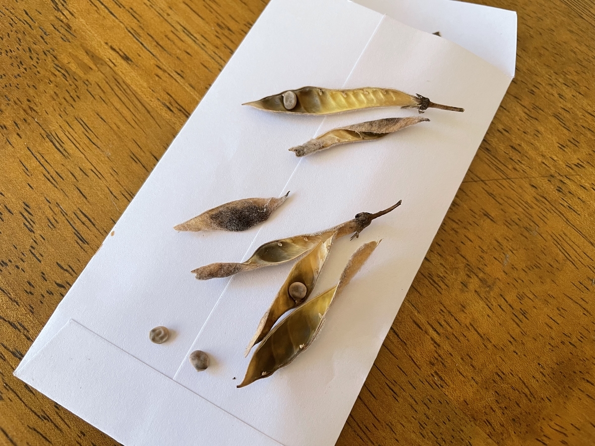 f:id:hatchtomakinoki:20211030192506j:plain