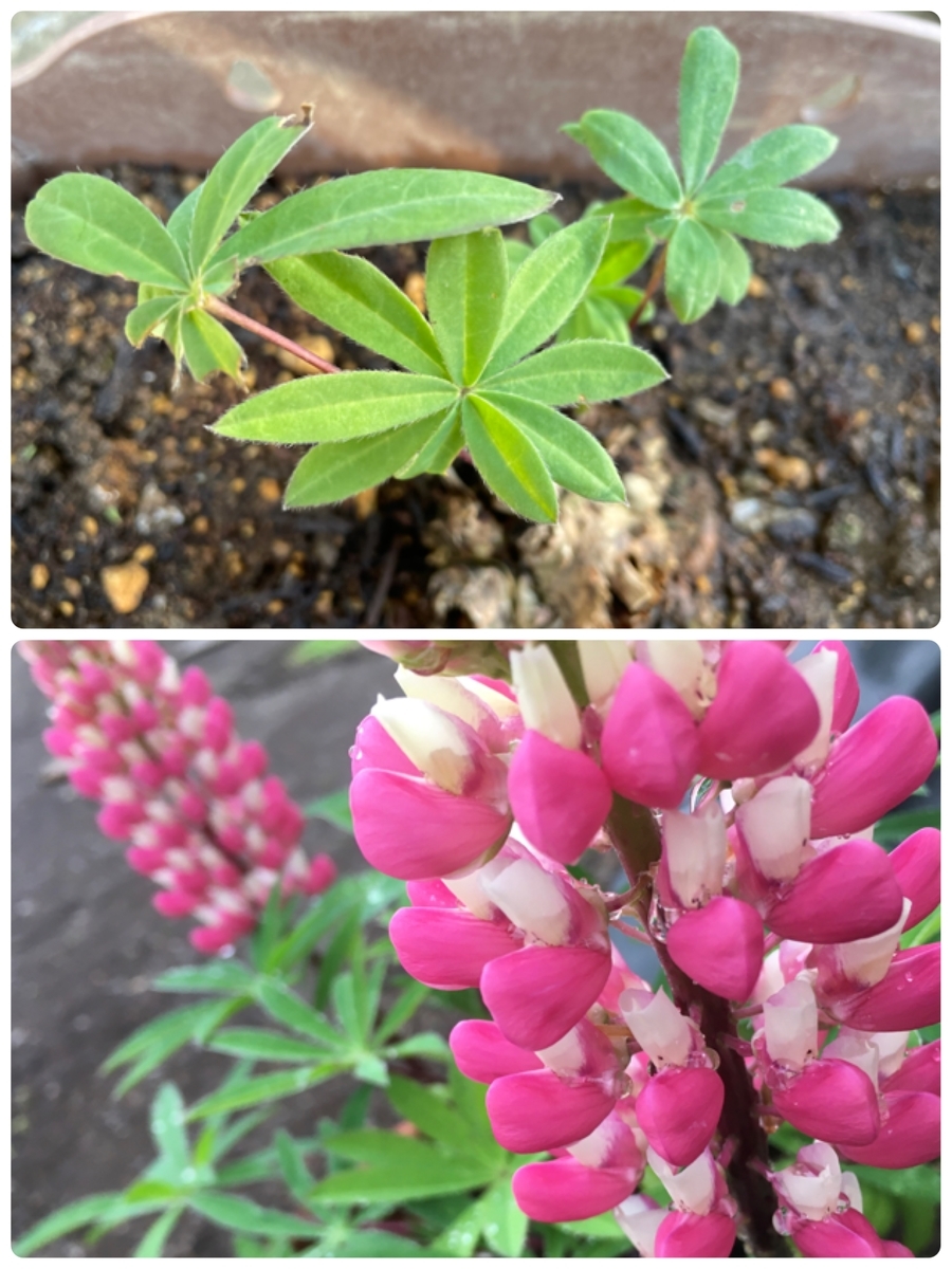 f:id:hatchtomakinoki:20211030193206j:plain