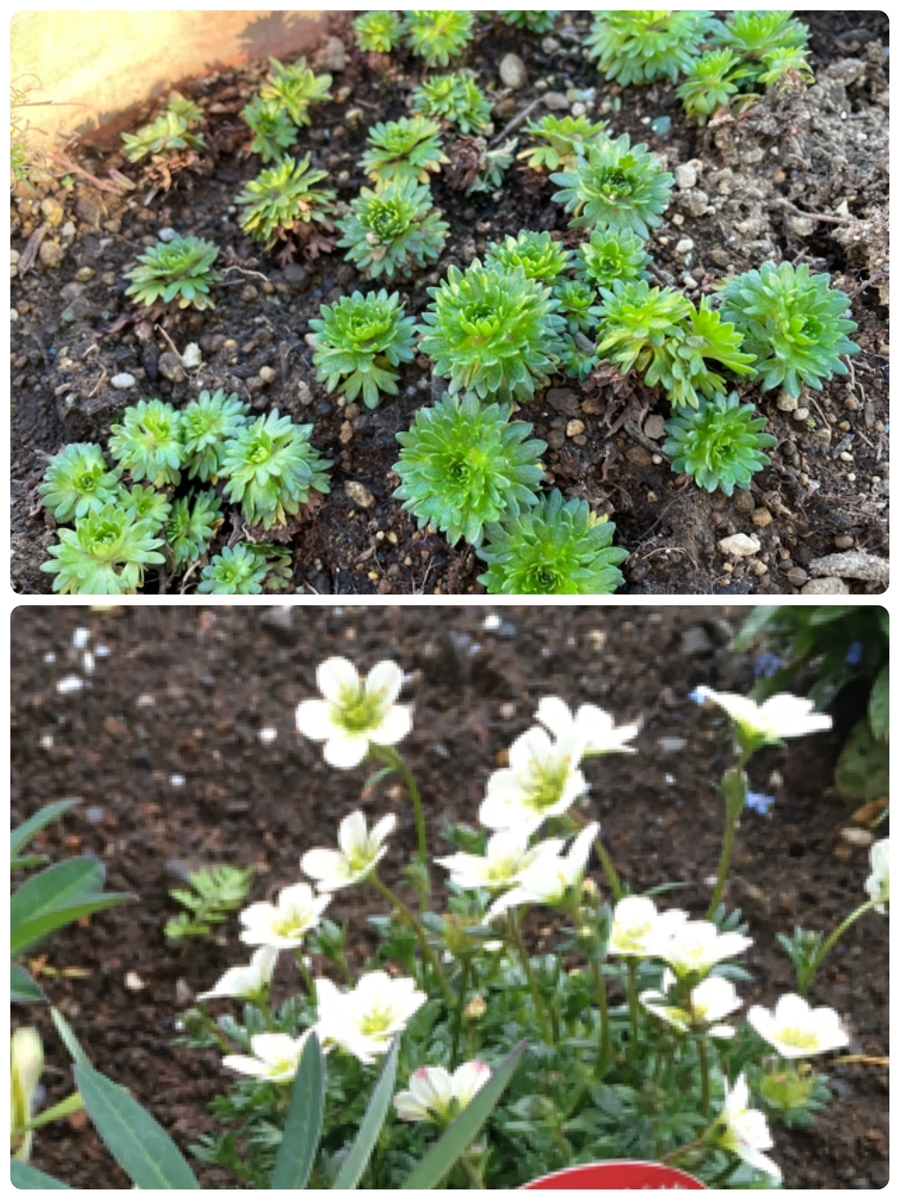 f:id:hatchtomakinoki:20211030193519j:plain