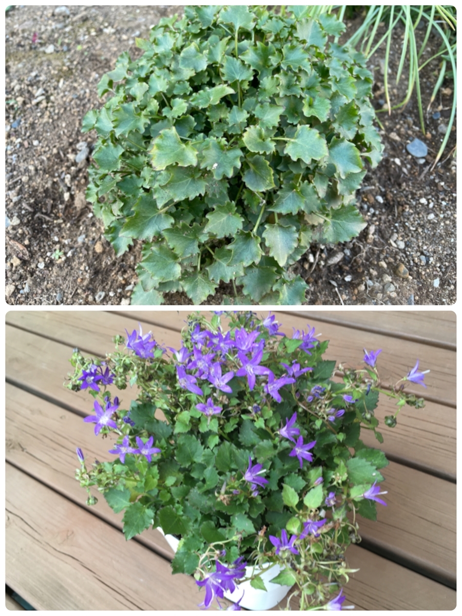 f:id:hatchtomakinoki:20211030193541j:plain