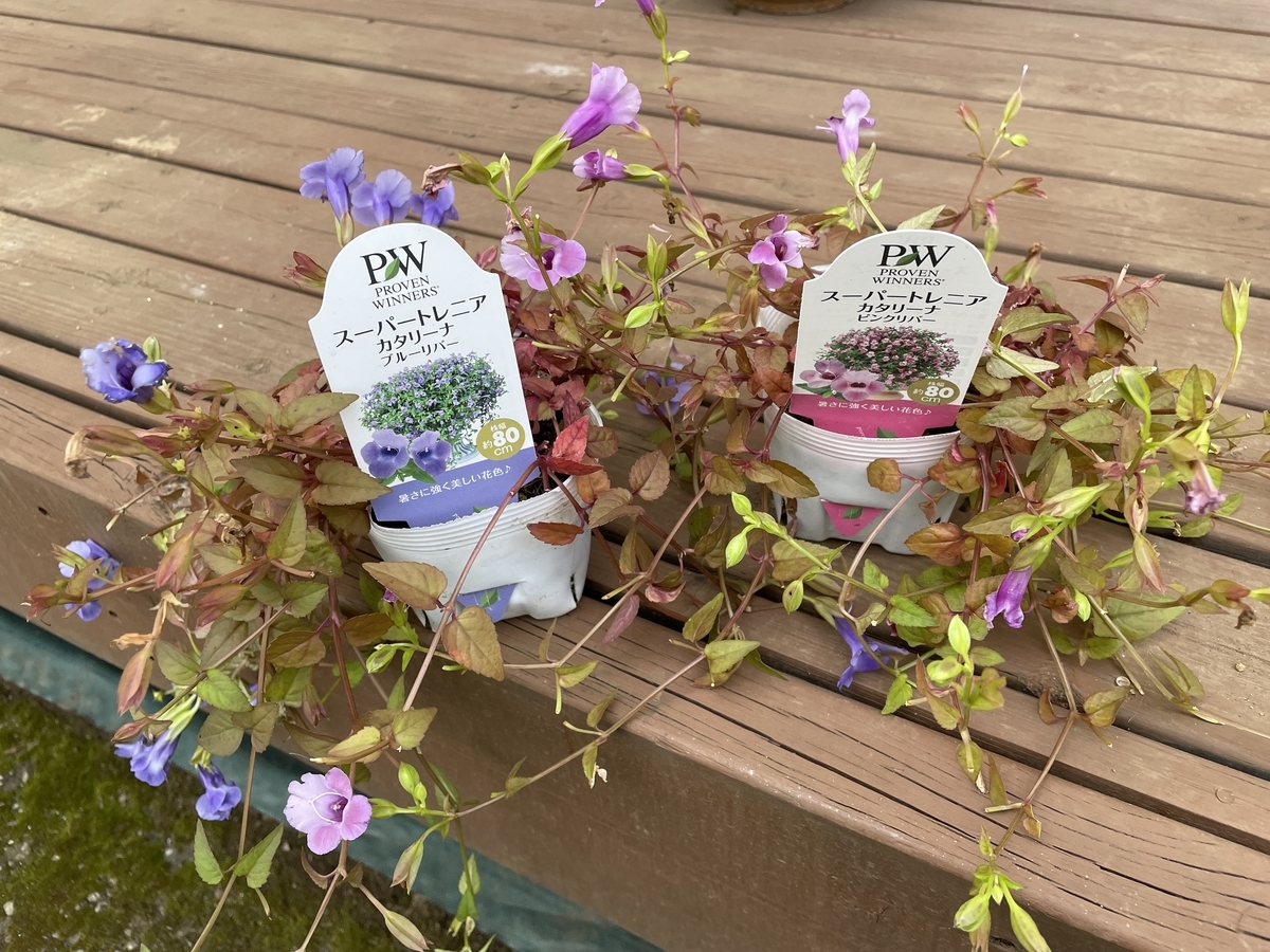 f:id:hatchtomakinoki:20211101190524j:plain