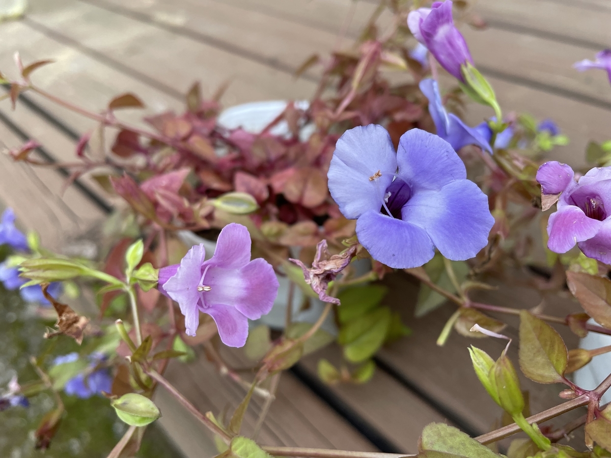 f:id:hatchtomakinoki:20211101190620j:plain