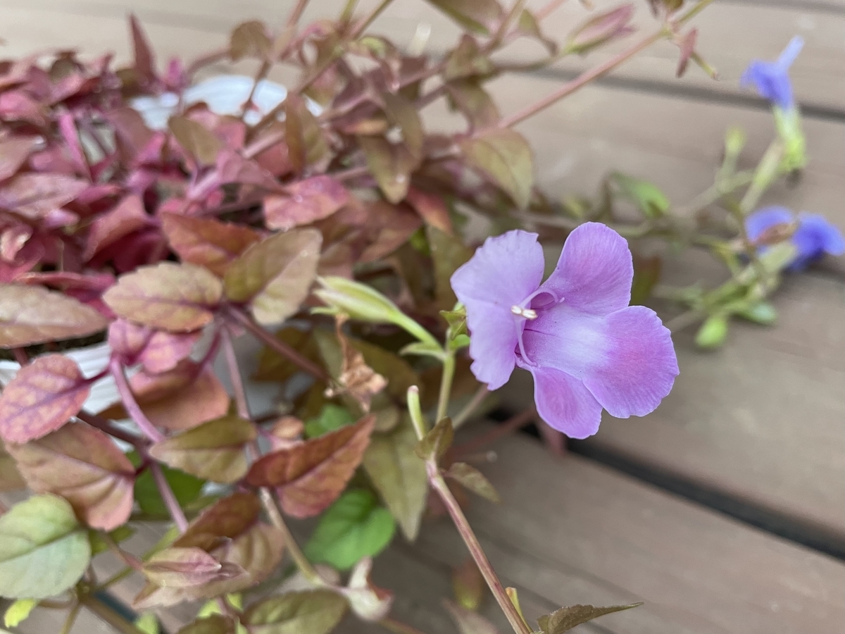 f:id:hatchtomakinoki:20211101190633j:plain