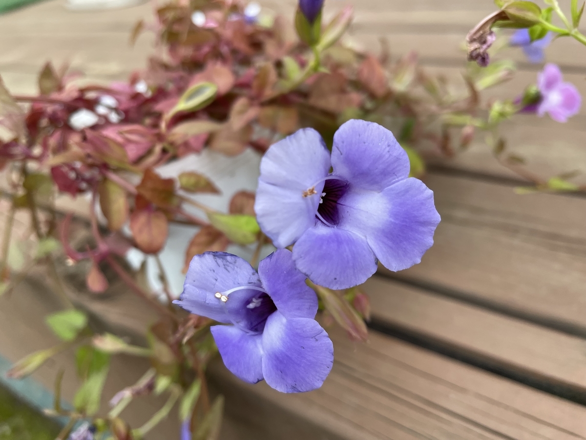 f:id:hatchtomakinoki:20211101190652j:plain