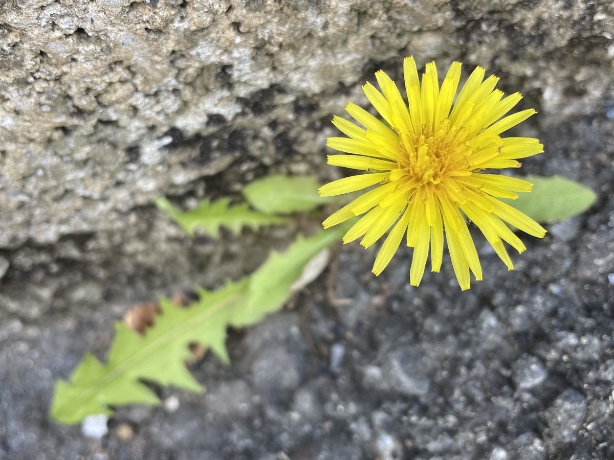 f:id:hatchtomakinoki:20211105182318j:plain