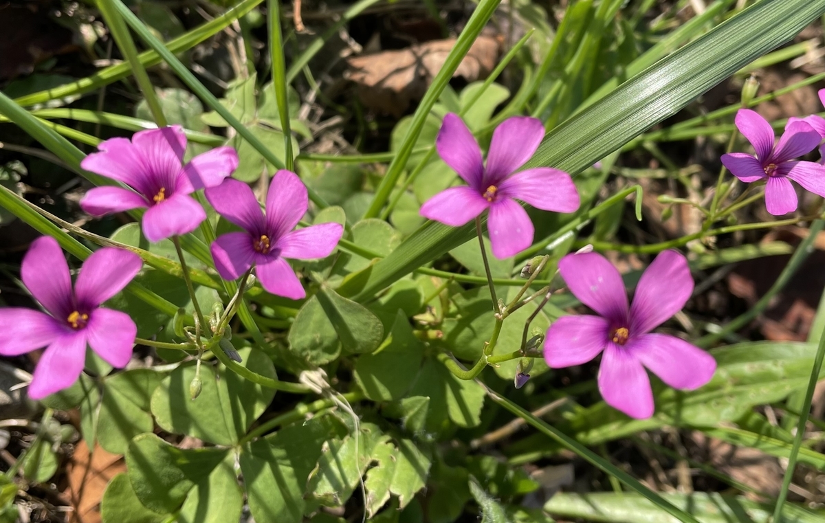 f:id:hatchtomakinoki:20211105182336j:plain