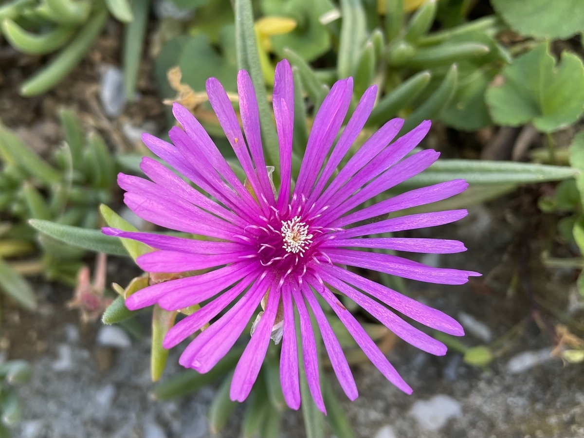 f:id:hatchtomakinoki:20211105182345j:plain