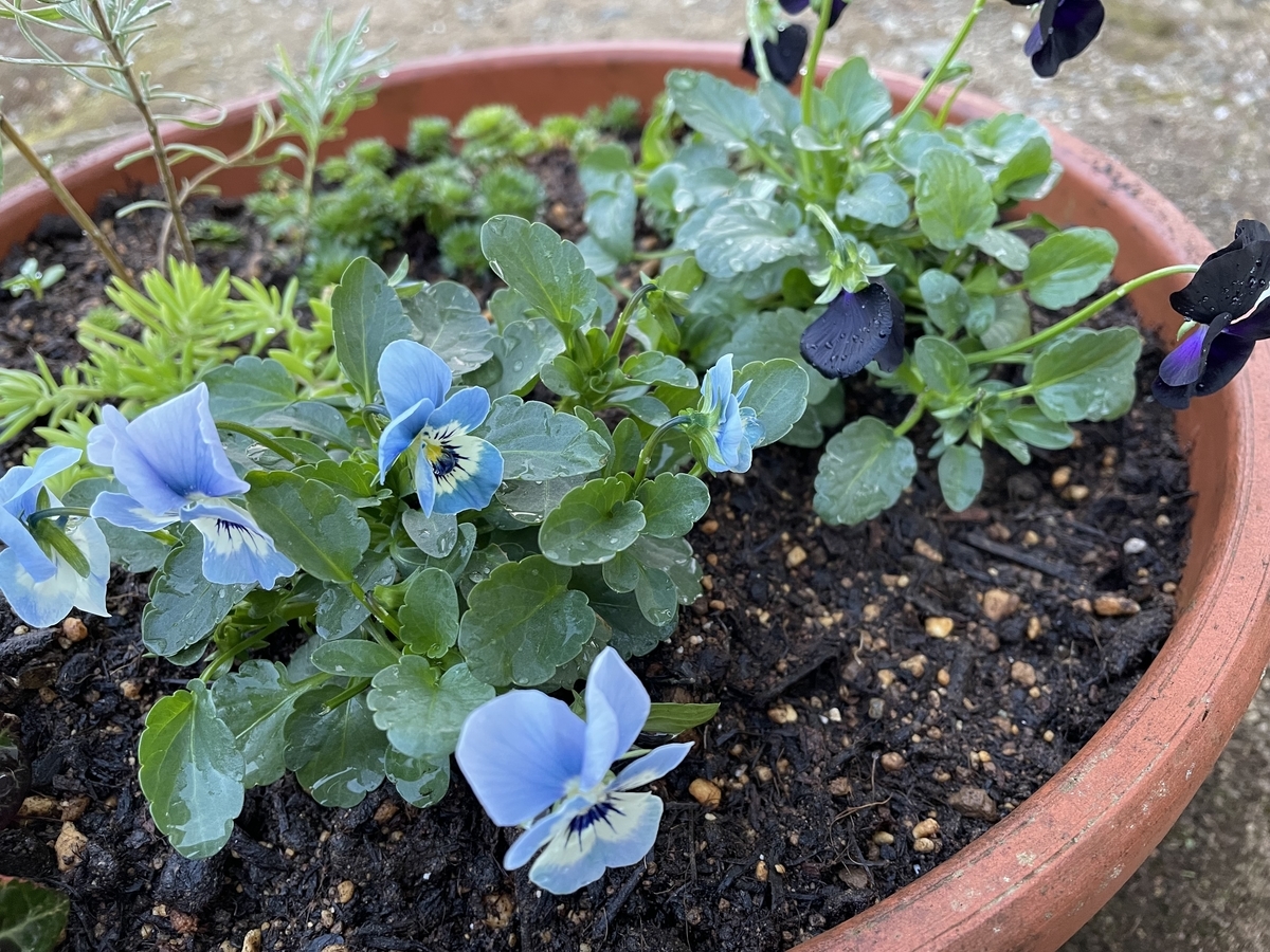 f:id:hatchtomakinoki:20211106185845j:plain