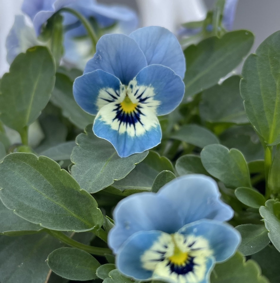 f:id:hatchtomakinoki:20211106185908j:plain