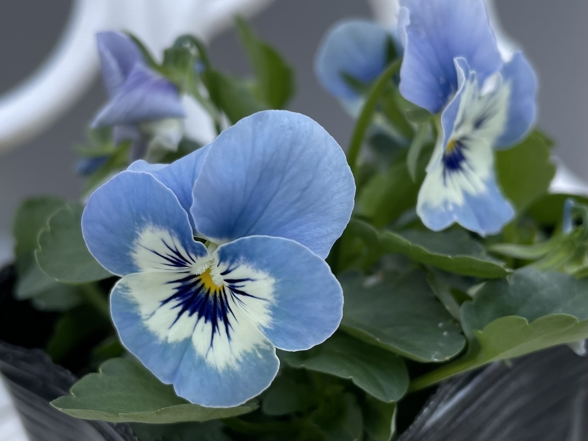 f:id:hatchtomakinoki:20211106185919j:plain