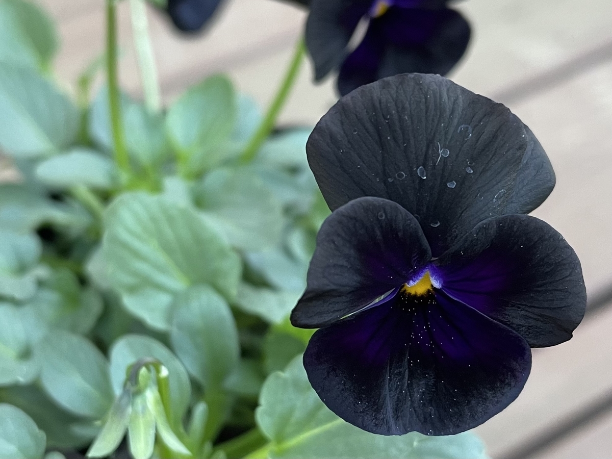 f:id:hatchtomakinoki:20211106185939j:plain