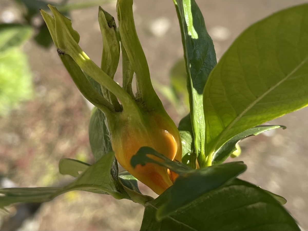 f:id:hatchtomakinoki:20211112194913j:plain