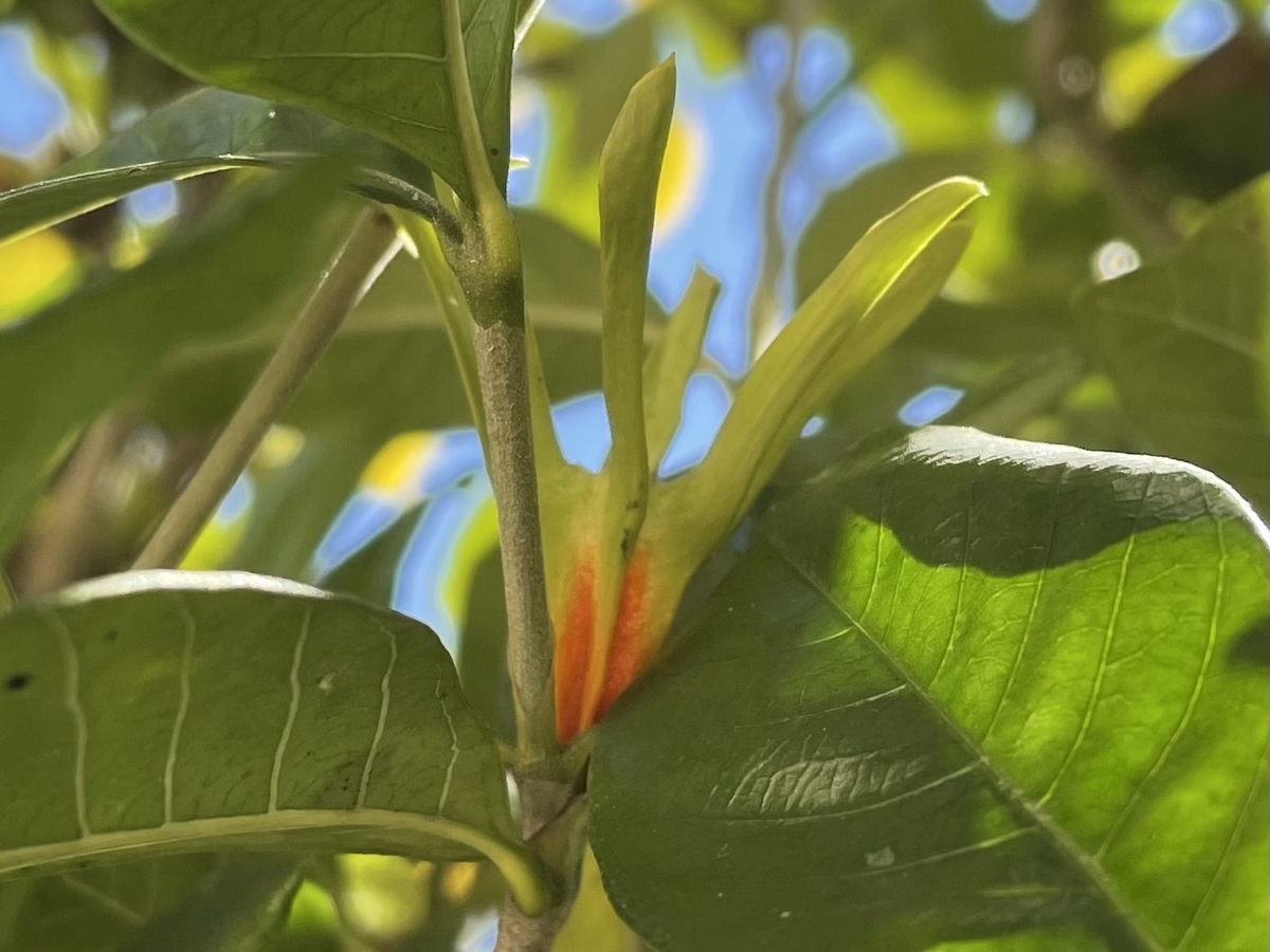 f:id:hatchtomakinoki:20211112194959j:plain