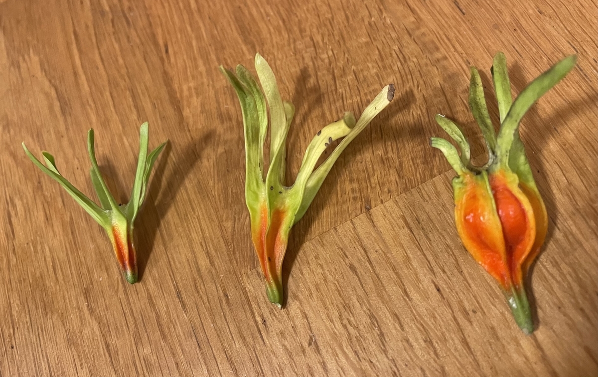 f:id:hatchtomakinoki:20211112195015j:plain