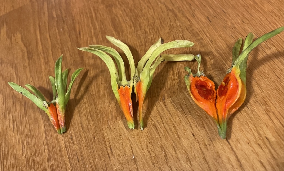 f:id:hatchtomakinoki:20211112195030j:plain