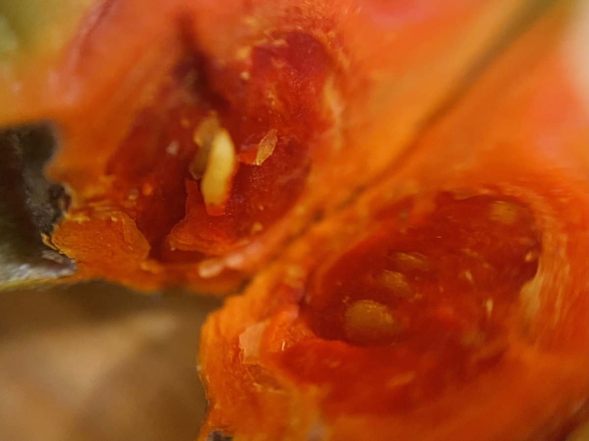 f:id:hatchtomakinoki:20211112195043j:plain