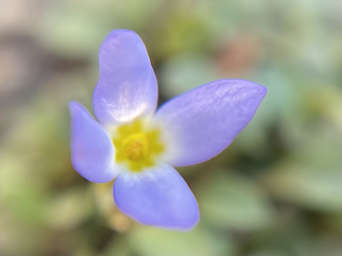 秋のヒナソウ とクローバー マキの木が切れなかったので
