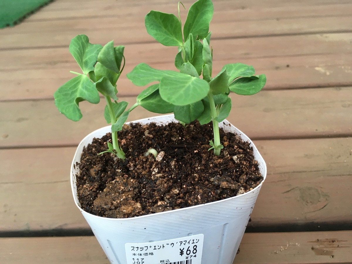 f:id:hatchtomakinoki:20211119163435j:plain