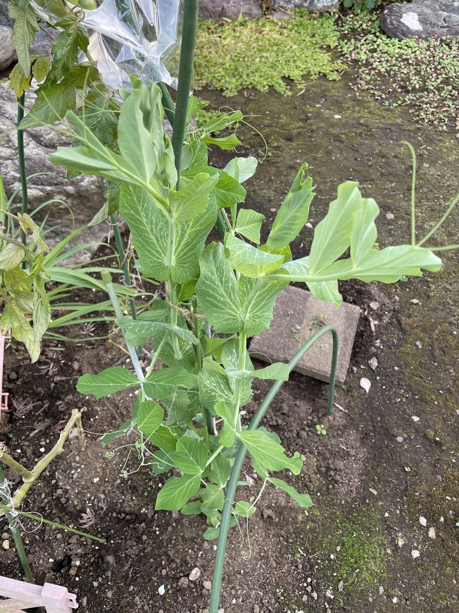 f:id:hatchtomakinoki:20211119163541j:plain