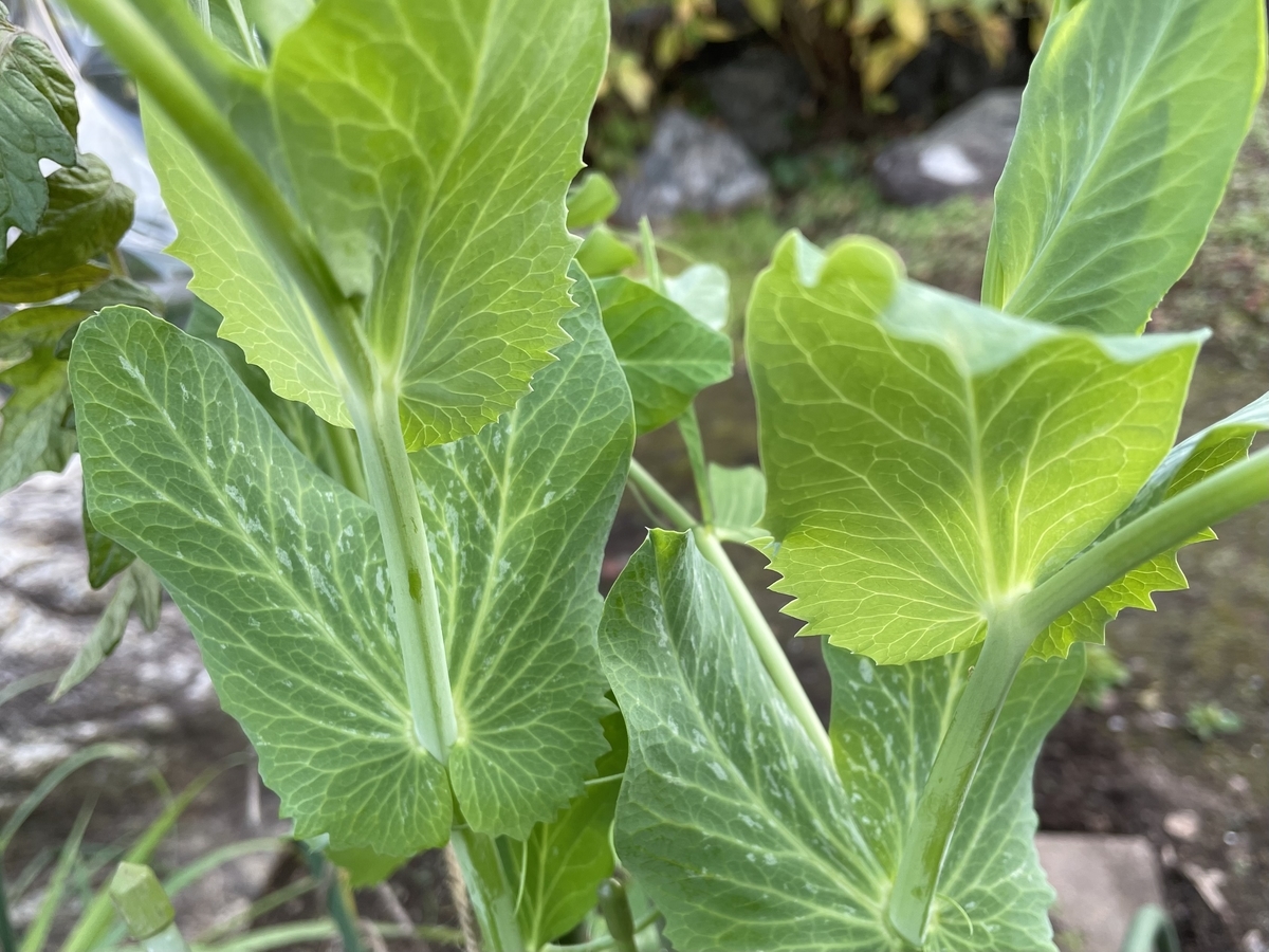 f:id:hatchtomakinoki:20211119163554j:plain