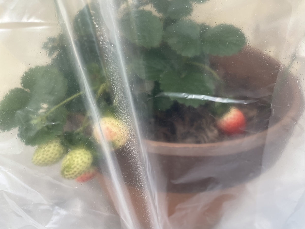 f:id:hatchtomakinoki:20211119165317j:plain