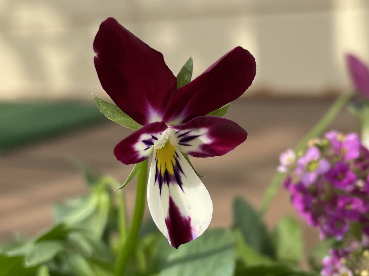 f:id:hatchtomakinoki:20211121142159j:plain