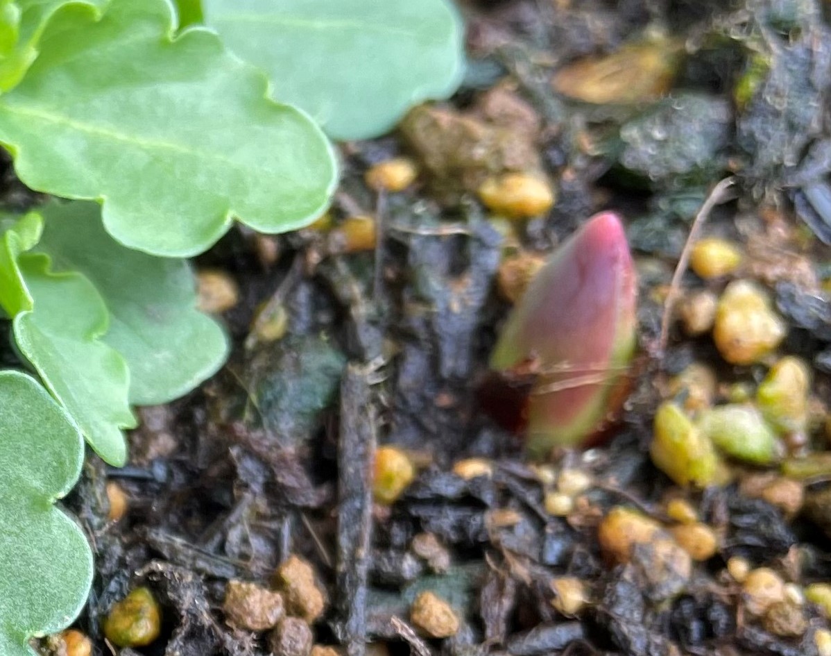 f:id:hatchtomakinoki:20211122155214j:plain