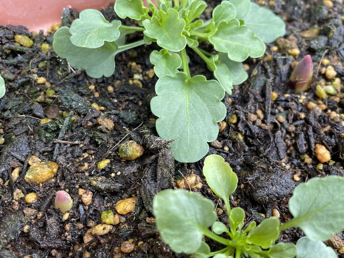 f:id:hatchtomakinoki:20211122155224j:plain