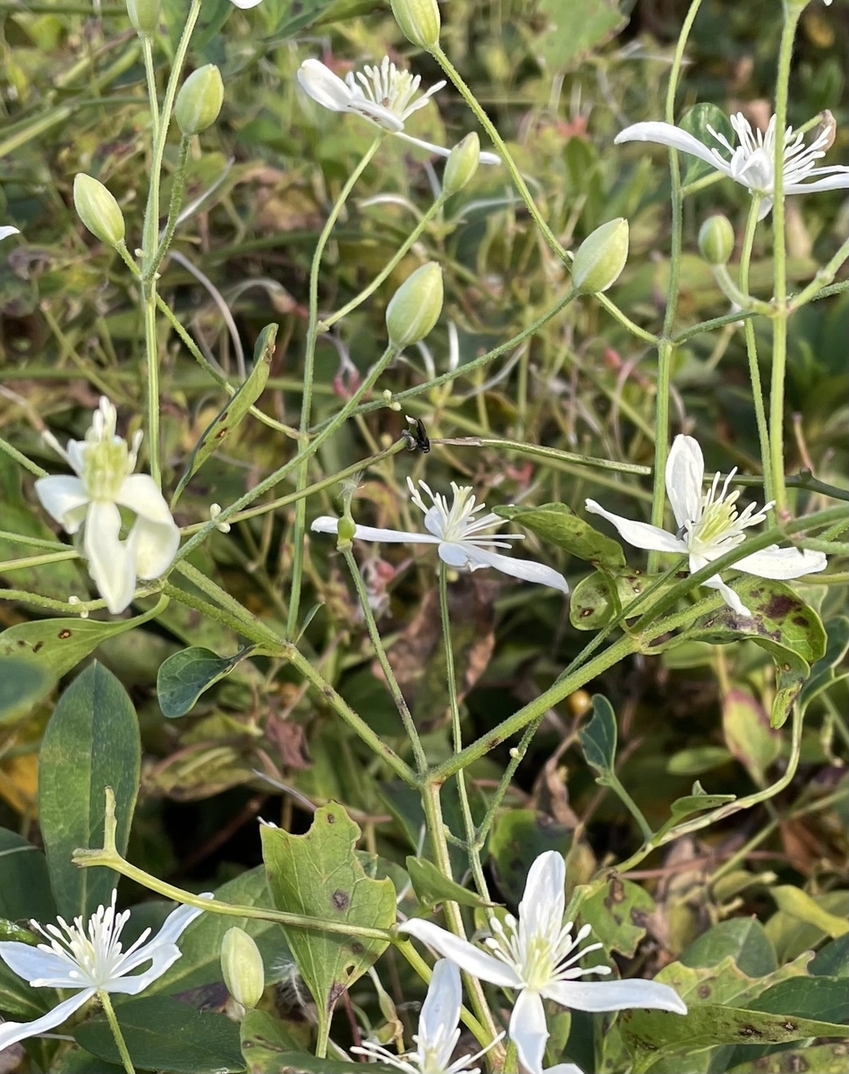 f:id:hatchtomakinoki:20211123181737j:plain