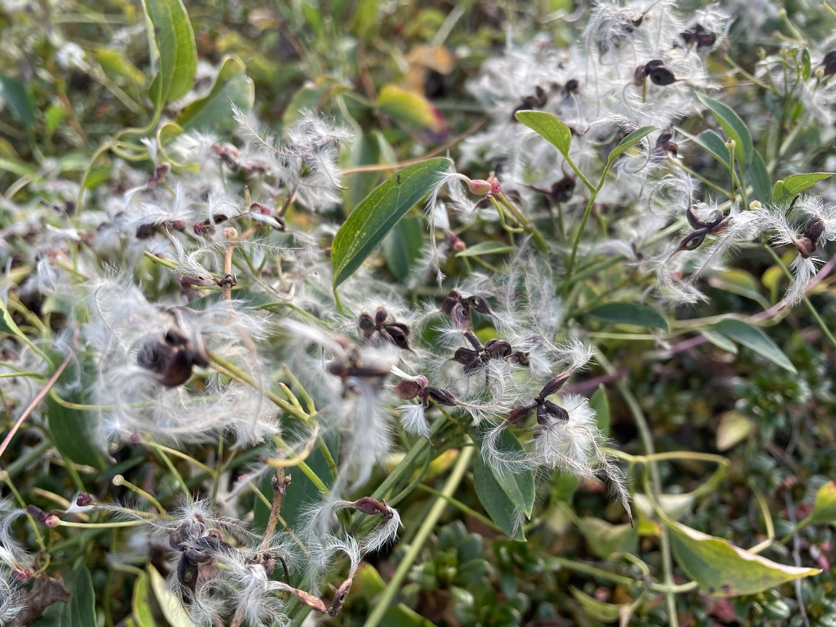 f:id:hatchtomakinoki:20211123181745j:plain