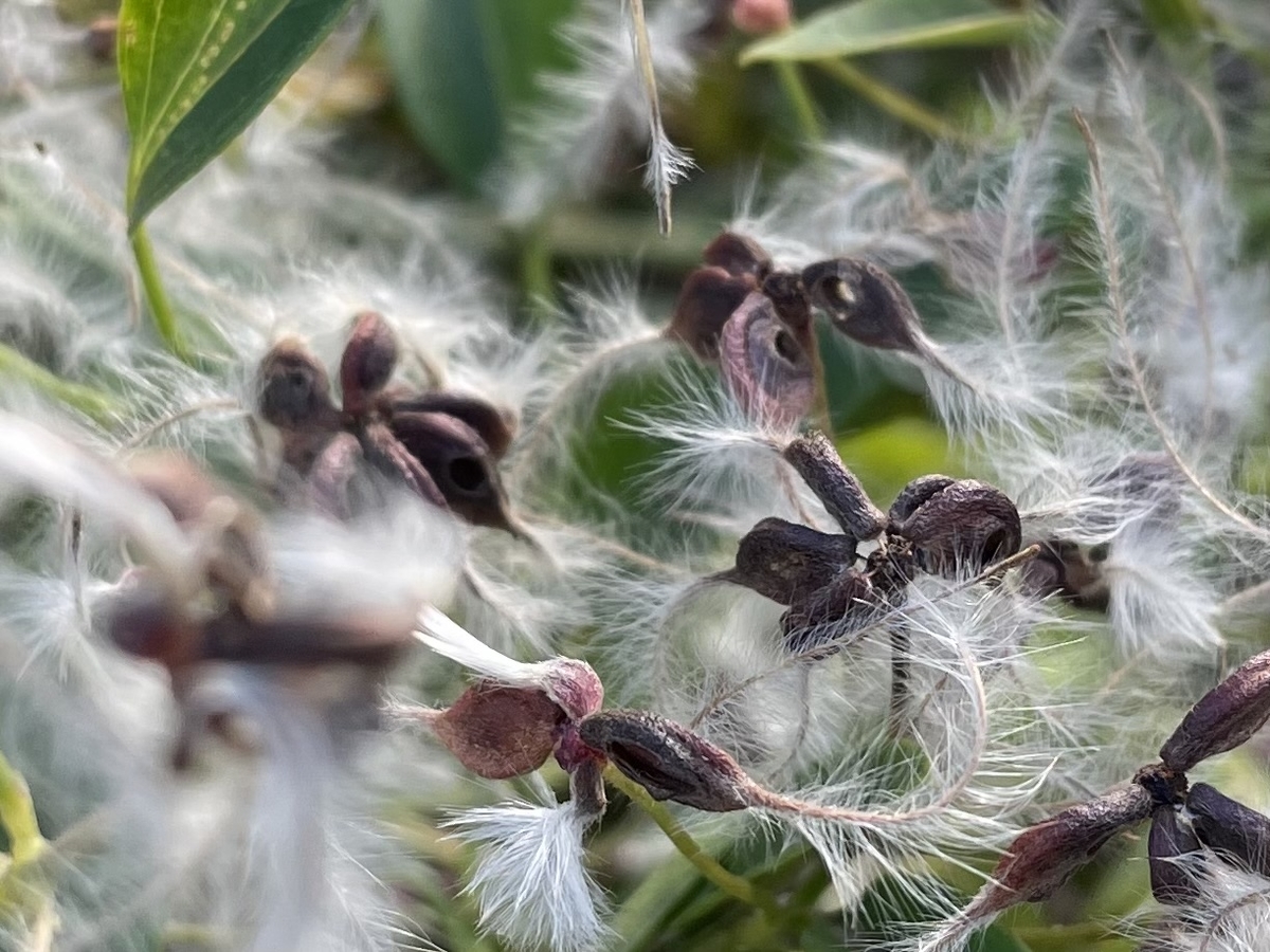 f:id:hatchtomakinoki:20211123181758j:plain