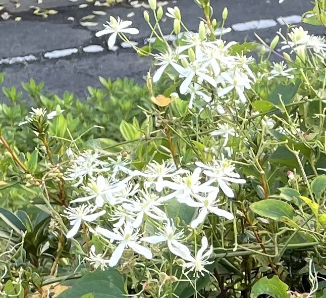 f:id:hatchtomakinoki:20211123181816j:plain