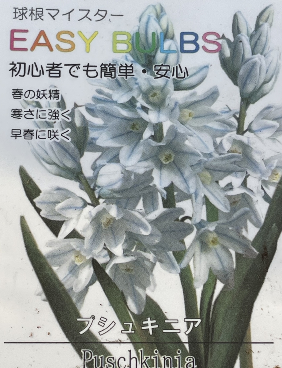 f:id:hatchtomakinoki:20220108152307j:plain