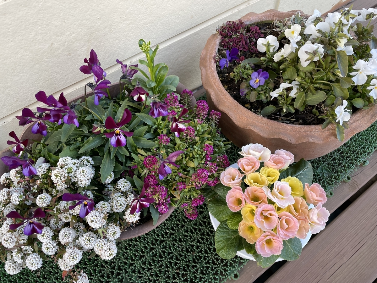 f:id:hatchtomakinoki:20220213195354j:plain