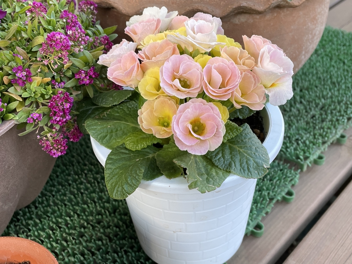 f:id:hatchtomakinoki:20220213195409j:plain