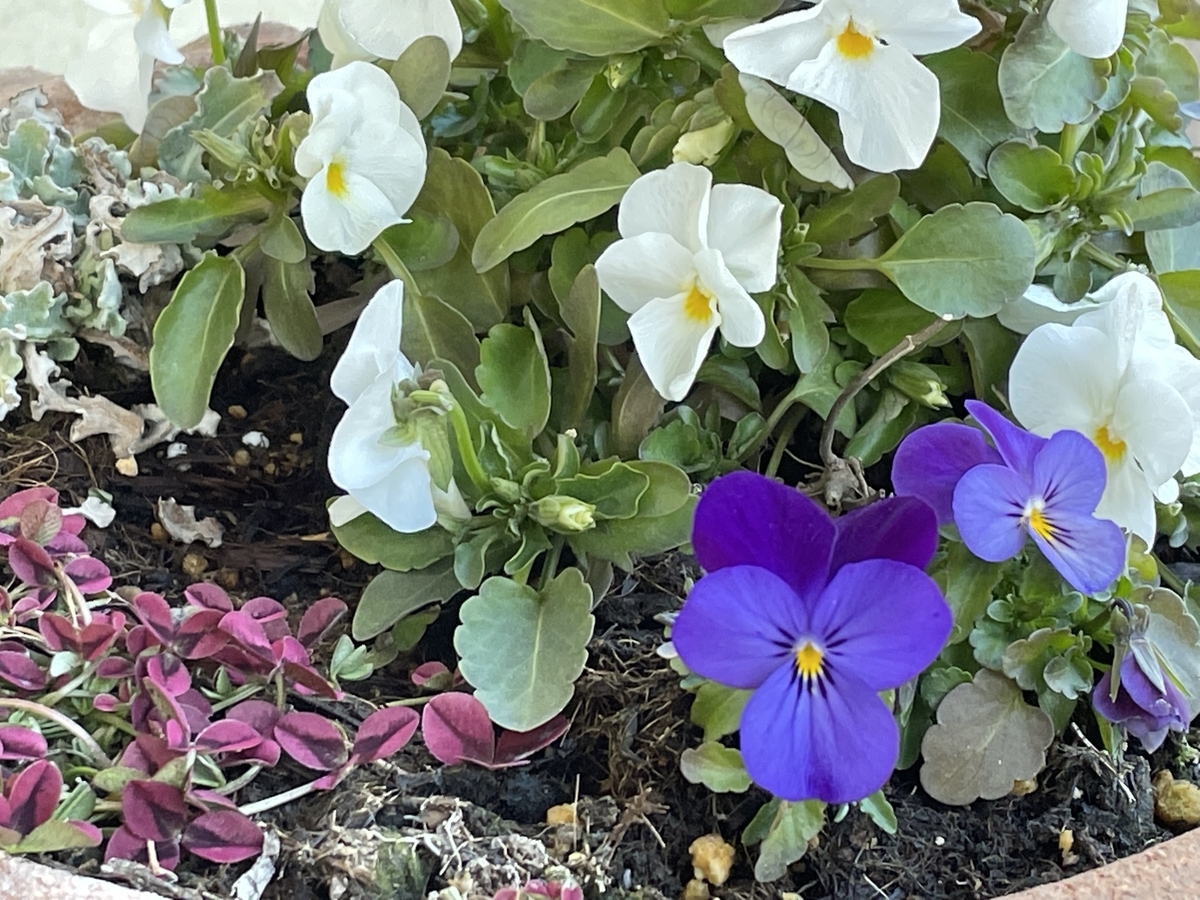 f:id:hatchtomakinoki:20220213195429j:plain