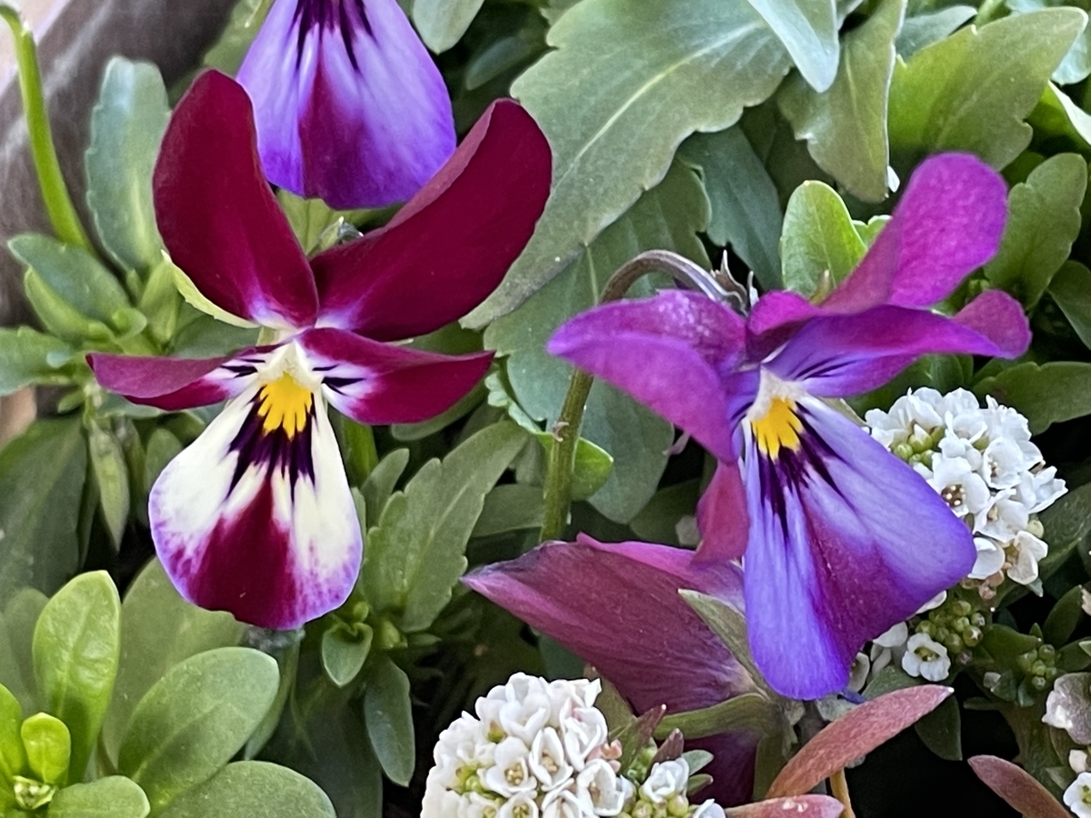 f:id:hatchtomakinoki:20220213195444j:plain