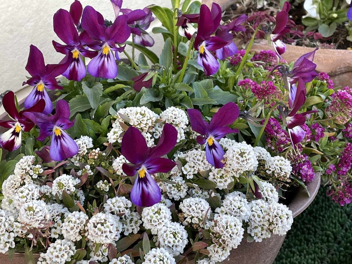 f:id:hatchtomakinoki:20220213195458j:plain