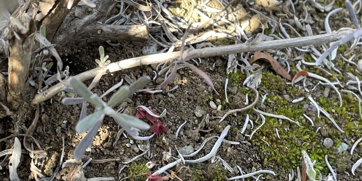 f:id:hatchtomakinoki:20220219194549j:plain