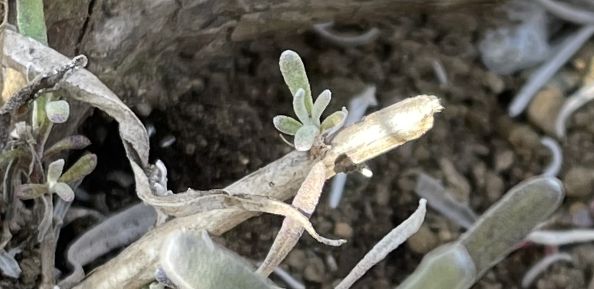 f:id:hatchtomakinoki:20220219194601j:plain