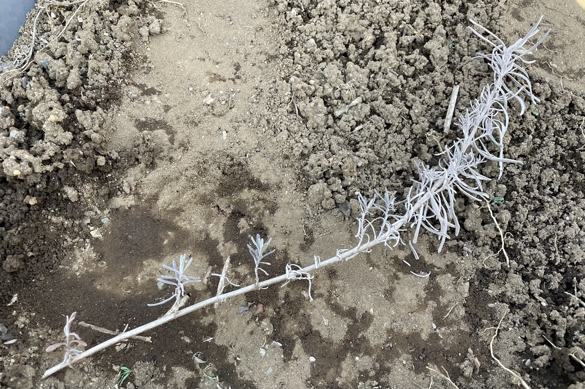 f:id:hatchtomakinoki:20220219194612j:plain