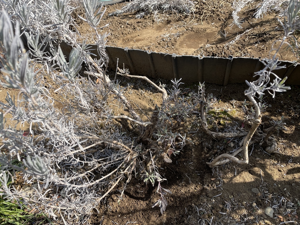 f:id:hatchtomakinoki:20220219194651j:plain