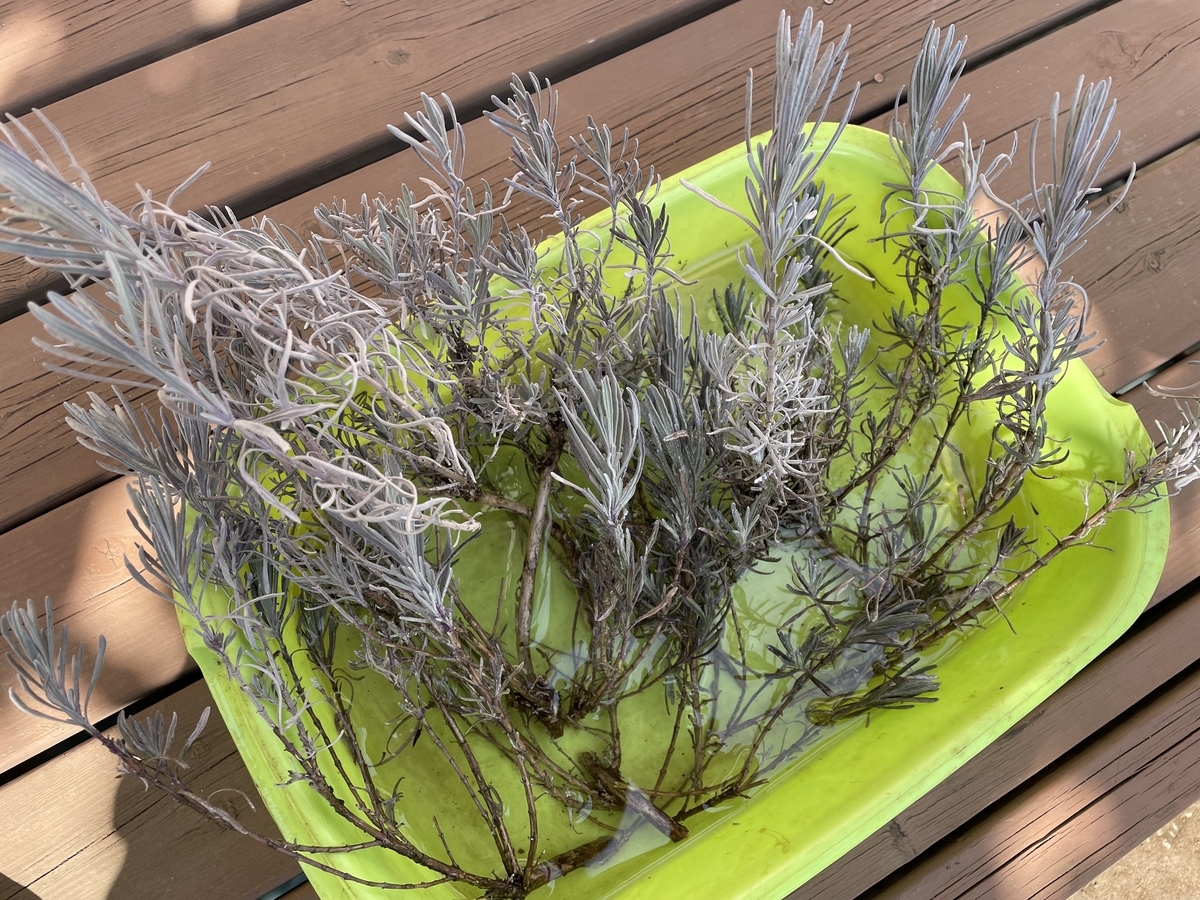 f:id:hatchtomakinoki:20220219194704j:plain