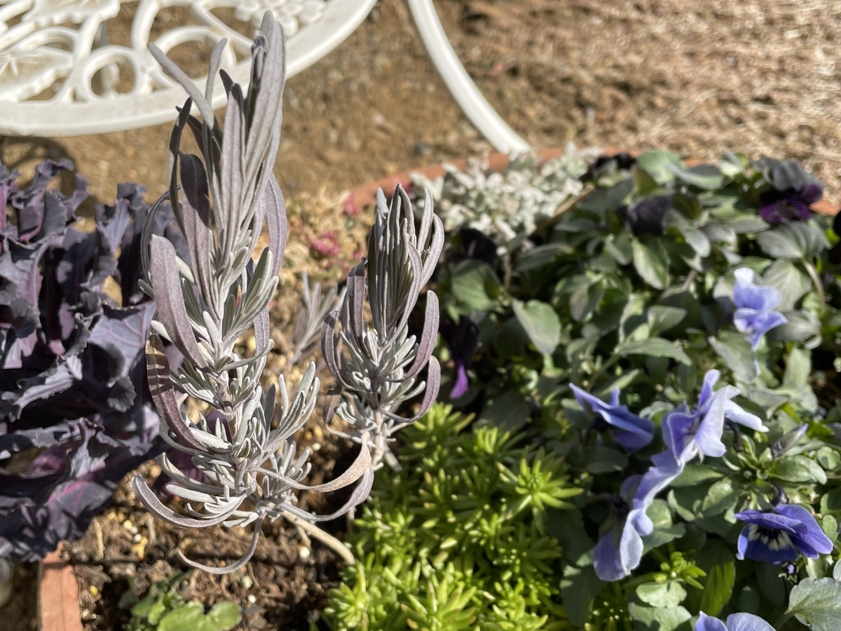 f:id:hatchtomakinoki:20220219194732j:plain