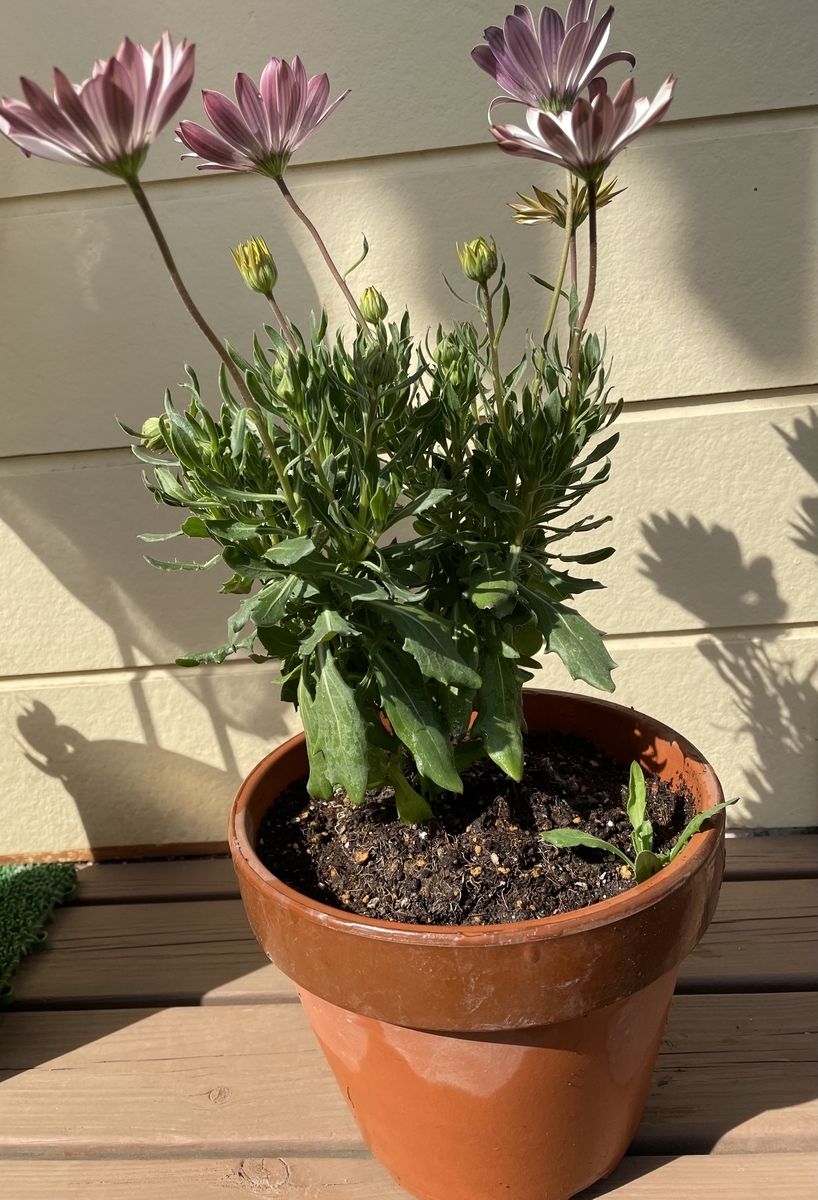 f:id:hatchtomakinoki:20220219194818j:plain