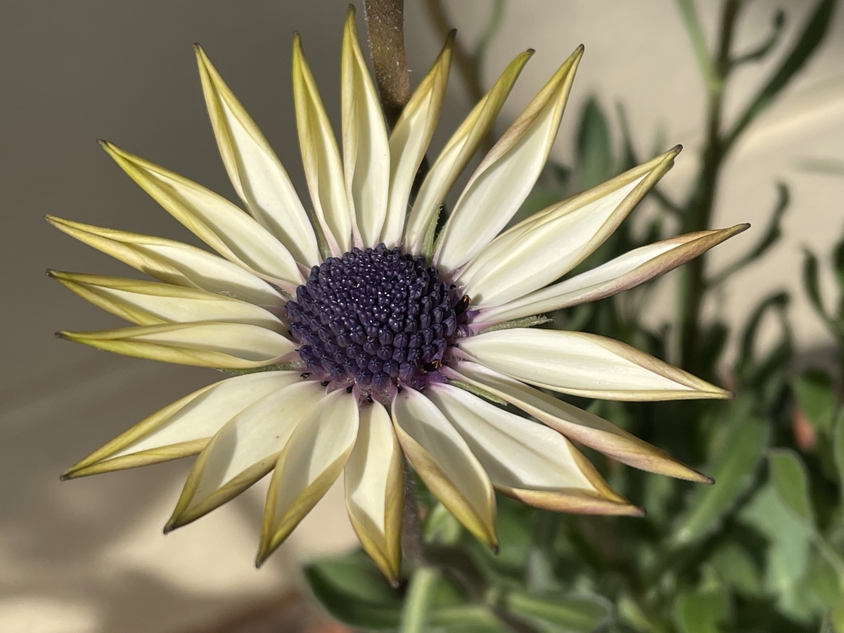 f:id:hatchtomakinoki:20220219194855j:plain