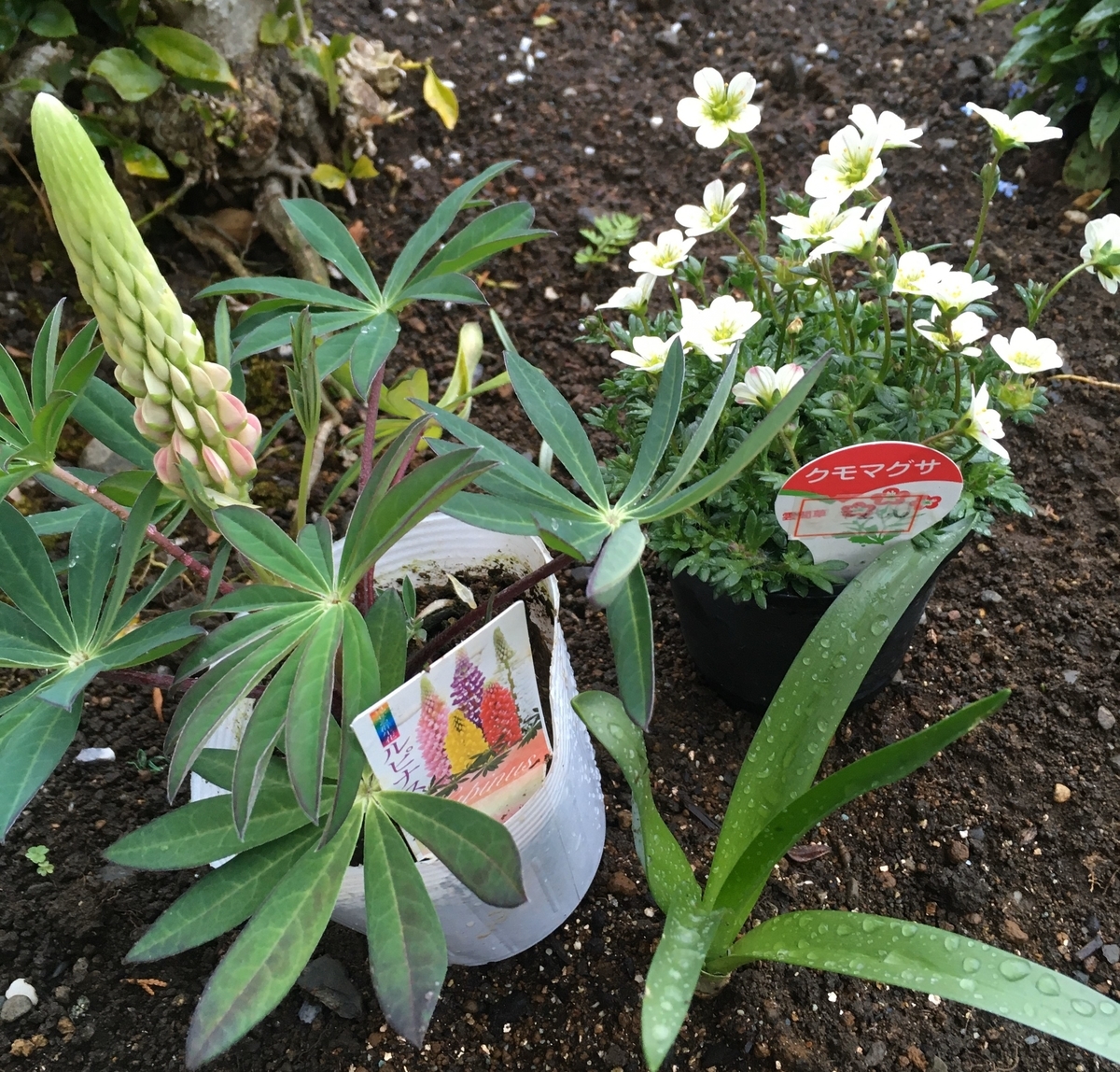 f:id:hatchtomakinoki:20220320192903j:plain