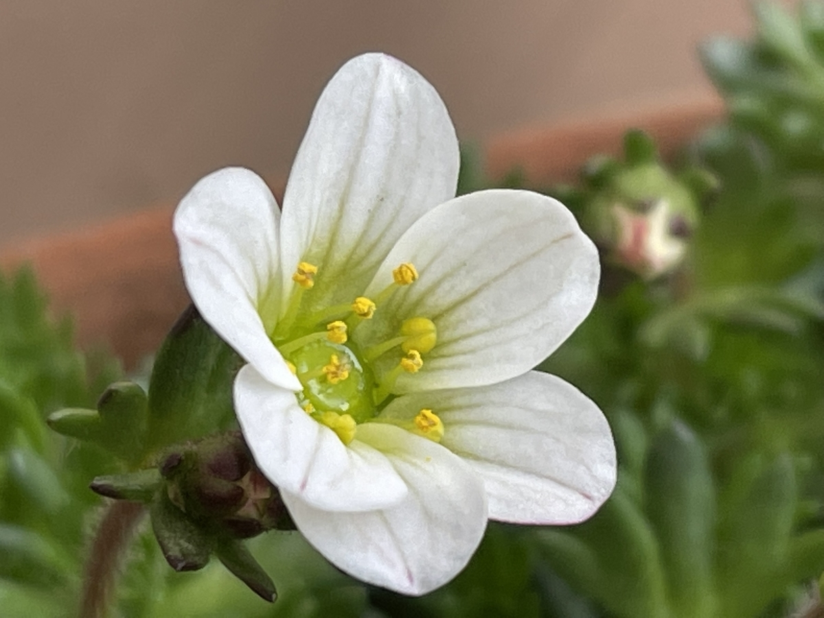 f:id:hatchtomakinoki:20220320193156j:plain