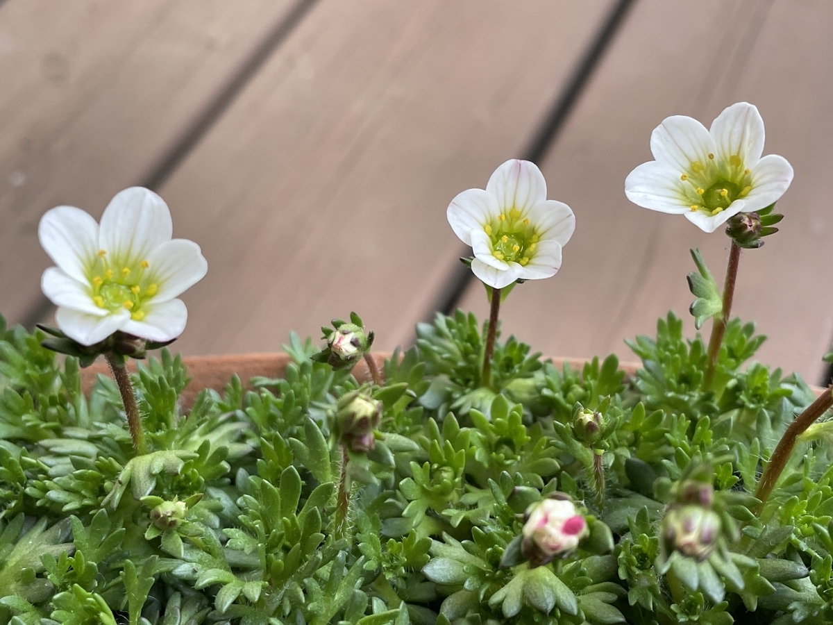 f:id:hatchtomakinoki:20220320193225j:plain